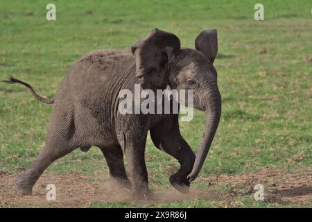 vue latérale d'un adorable bébé éléphant africain jouant avec les oreilles évasées et donnant des coups de pied à la poussière dans la savane sauvage du sanctuaire de kimana, kenya Banque D'Images