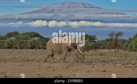 vue de côté de pascal, le défenseur et éléphant taureau d'afrique, marchant dans la savane sauvage du santuaire de kimana, kenya avec le mont kilimandjaro en arrière-plan Banque D'Images