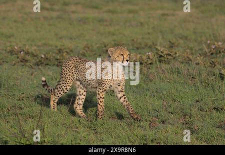 joueur adorable guépard marchant et explorant les plaines sauvages du parc national du serengeti, tanzanie Banque D'Images