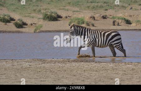 vue latérale de zèbre des plaines communes marchant créant des éclaboussures et se rafraîchissant dans un trou d'eau dans la savane sauvage du parc national du serengeti, tanzani Banque D'Images