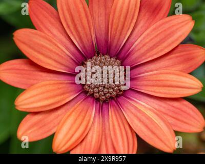 Détail en gros plan d'une belle fleur orange et rose d'une Marguerite africaine (Osteospermum) Banque D'Images