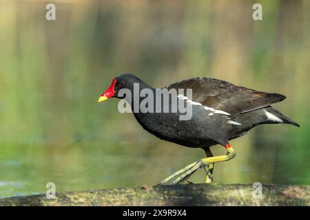 Moorhen commun, Gallinula chloropus, adulte seul marchant sur terre, Hortobagy, Hongrie, 2 mai 2024 Banque D'Images