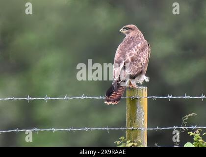 Buzzard commun (Buteo buteo) perché, College Lake nature Reserve, Chilterns, AONB, Tring, Hertfordshire Banque D'Images