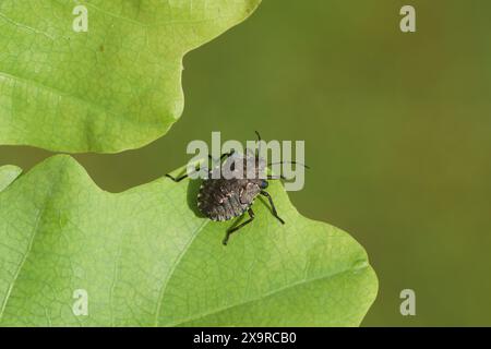 Nymphe d'un insecte forestier ou bleuet à pattes rouges (Pentatoma rufipes) sur feuilles de chêne. Famille des Pentatomidae. Printemps, mai. Pays-Bas Banque D'Images