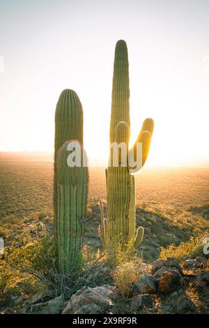 Cactus saguaro rétroéclairé au coucher du soleil Banque D'Images