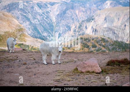 Deux chèvres de montagne sur une colline près de la Beartooth Highway, Montana. Banque D'Images
