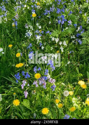 Jolies fleurs sauvages colorées avec des coquilles bleues et blanches (Hyacinthoides) et des fleurs de pissenlit commun jaune (Taraxacum officinale) au printemps, Royaume-Uni Banque D'Images