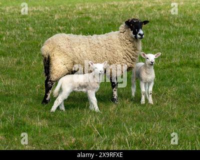 Deux agneaux nouveau-nés blancs avec leur brebis mère debout dans un champ herbeux à Spring, Leicestershire, Angleterre, Royaume-Uni Banque D'Images