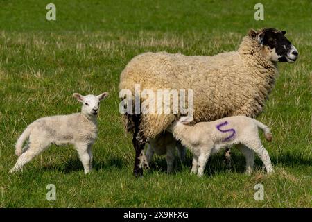 Deux agneaux nouveau-nés blancs avec leur brebis mère debout dans un champ herbeux à Spring, Leicestershire, Angleterre, Royaume-Uni Banque D'Images