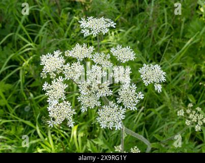 Fleurs blanches de Hogweed (Heracleum sphondylium) poussant dans la haie anglaise en juin, Angleterre, Royaume-Uni Banque D'Images