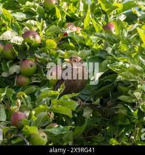 Femelle Blackbird (Turdus merula) assise parmi les pommes dans un pommier en juin, Angleterre, Royaume-Uni Banque D'Images