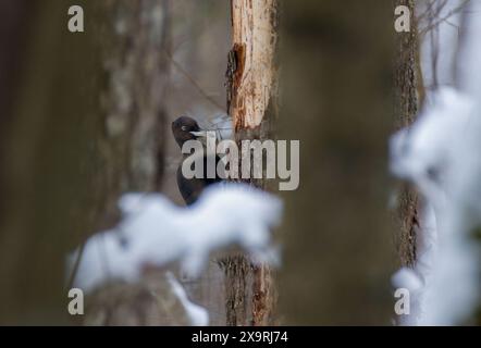 Femelle de pic noir (Dryocopus martius) sur tronc d'aulne, forêt de Bialowieza, Pologne, Europe Banque D'Images