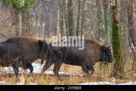 Deux bisons européens en liberté marchant dans la forêt d'hiver, forêt de Bialowieza, Pologne, Europe Banque D'Images