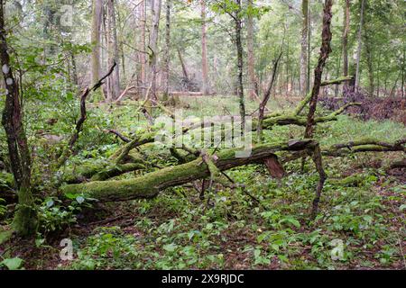 Peuplement de feuillus avec des hornbees et des chênes en été, forêt de Bialowieza, Pologne, Europe Banque D'Images