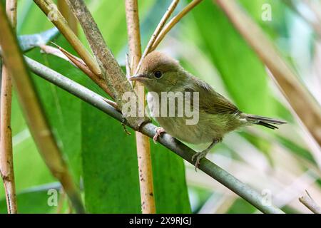 Gros plan sur les oiseaux juvéniles à chapeau noir eurasien (Sylvia atricapilla) Banque D'Images