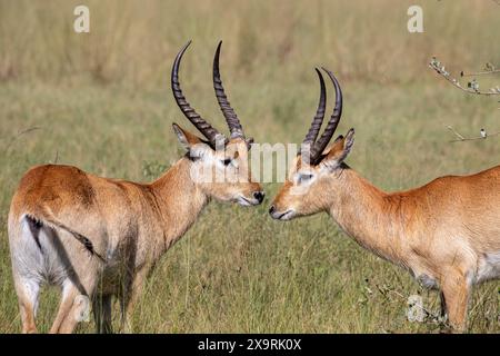 Namibie, région de Zambezia (Caprivi), Mahango Game Park, Red Lechwe (Kobus leche) Banque D'Images