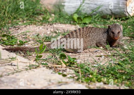 Namibie, région de Kunene, Parc national d'Etosha, Mongoose baguée (Mungos mungo) dans le camp de repos de Namutoni Banque D'Images