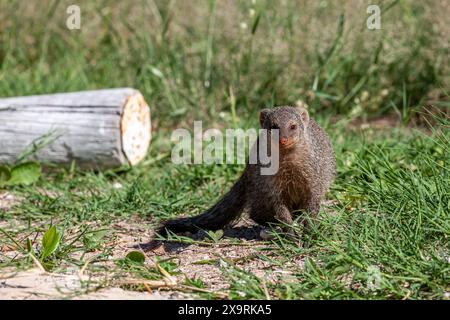 Namibie, région de Kunene, Parc national d'Etosha, Mongoose baguée (Mungos mungo) dans le camp de repos de Namutoni Banque D'Images