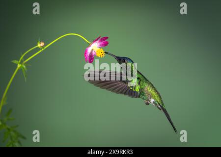 Une bernymphe à coiffe violette (Thalurania glaucopis) de la forêt tropicale atlantique du sud-est du Brésil. Banque D'Images