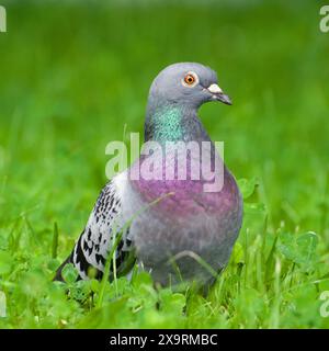 Columba Livia aka pigeon (rocher ou domestique) dans l'herbe. Portrait en gros plan. Banque D'Images