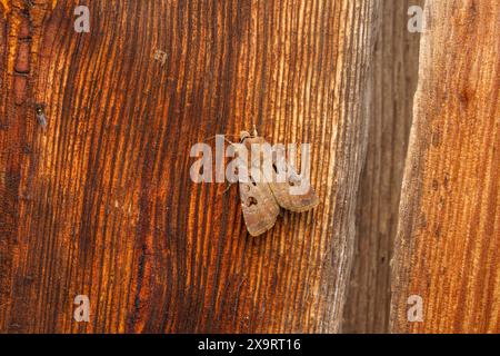 Agrotis exclamationis famille Noctuidae genre Agrotis coeur et fléchette papillon nature sauvage photographie d'insectes, image, papier peint Banque D'Images