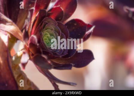 Fleur d'Aeonium arboreum avec centre vert gros plan sur fond flou. Banque D'Images