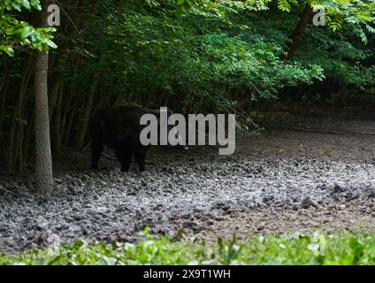 Jeune sanglier sauvage fort, un grand spécimen, dans la forêt enraciné dans la boue pour se nourrir Banque D'Images