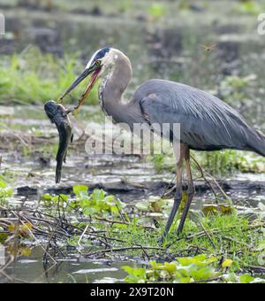 Grand héron bleu (Ardea herodias) jouant avec un poisson-chat pêché dans le bec, Brazos Bend State Park, Texas, États-Unis. Banque D'Images