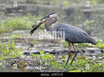 Grand héron bleu (Ardea herodias) avec un poisson-chat pêché dans le bec, parc d'État de Brazos Bend, Texas, États-Unis. Banque D'Images