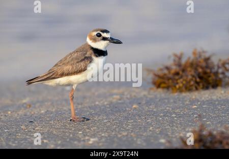 Le pluvier de Wilson (Anarhynchus wilsonia) sur la plage de l'océan dans l'eavning, Galveston, Texas, États-Unis. Banque D'Images