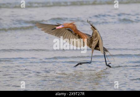 Aigrette rougeâtre (Egretta rufescens) chassant en eau peu profonde le long de la côte océanique, Galveston, Texas, États-Unis Banque D'Images