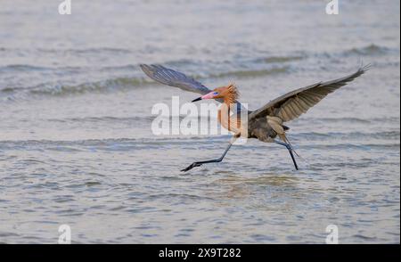 Aigrette rougeâtre (Egretta rufescens) chassant en eau peu profonde le long de la côte océanique, Galveston, Texas, États-Unis Banque D'Images