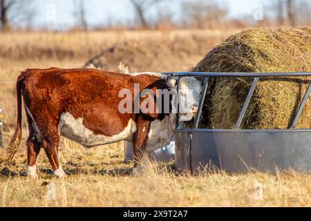 Vache de bœuf Hereford mangeant hors d'un alimentateur de balles rondes en novembre, horizontal Banque D'Images