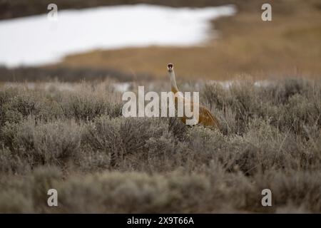 Grue de sable marchant dans le parc national de Yellowstone Banque D'Images