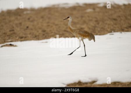 Grue de sable marchant dans le parc national de Yellowstone Banque D'Images