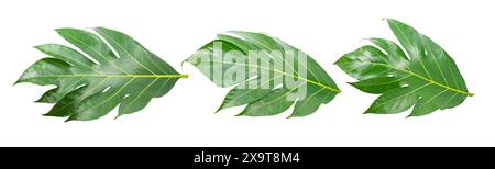 Tropical de feuille de fruit à pain isolé sur blanc background.jpg Banque D'Images