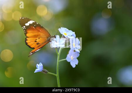 Beau papillon sur Forget-me-not fleur dans le jardin, gros plan. Effet bokeh Banque D'Images