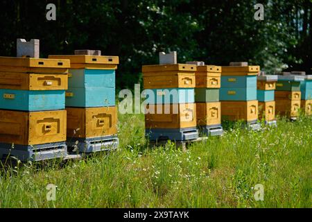 Ruches d'abeilles en bois peintes de couleurs vives disposées en rangée dans une prairie herbeuse près de la lisière de la forêt sur l'après-midi ensoleillé. Apiculture privée et production de miel Banque D'Images