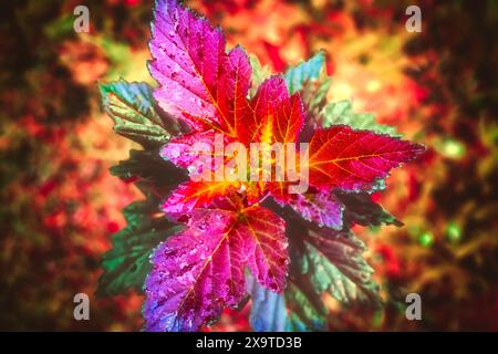 Une grappe d'ouverture de feuilles sur un «vin de gingembre» ninebark. Beaucoup de couleurs brillantes, y compris magenta, jaune, vert, orange et violet. Aspect métallique Banque D'Images