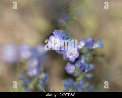 Jacob's Ladder Macro Garden fleurs sauvages en Alaska Banque D'Images