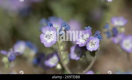 Jacob's Ladder Macro Garden fleurs sauvages en Alaska Banque D'Images