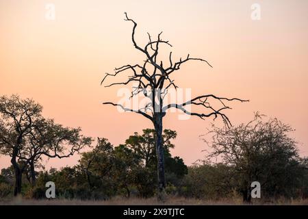 Arbre mort dans la savane africaine, au coucher du soleil, parc national Kruger, Afrique du Sud Banque D'Images