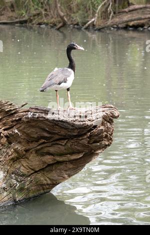 le gosling de la pie a des peluches grises et des plumes blanches qui commencent à apparaître. Il a un œil brun Banque D'Images