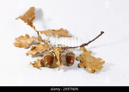 Feuilles de chêne brun sec avec glands sur fond blanc Banque D'Images