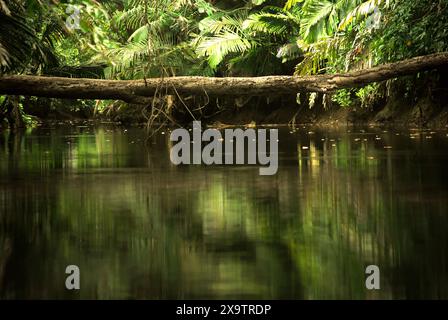 Réflexion de l'écosystème de la rivière tropicale sur la surface de l'eau, une vue de la rivière Cigenter dans l'île Handeuleum, une partie du parc national d'Ujung Kulon, Indonésie. Banque D'Images