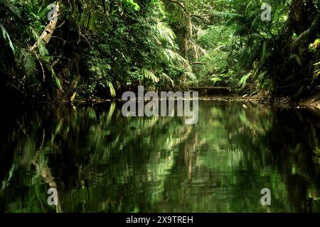 Réflexion de l'écosystème de la rivière tropicale sur la surface de l'eau, une vue de la rivière Cigenter dans l'île Handeuleum, une partie du parc national d'Ujung Kulon, Indonésie. Banque D'Images