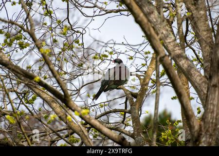 Pigeon de Nouvelle-Zélande, ou kereru, perché dans l'arbre. Queens Park, Invercargill, Nouvelle-Zélande. Banque D'Images