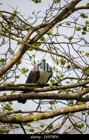 Pigeon de Nouvelle-Zélande, ou kereru, perché dans l'arbre. Queens Park, Invercargill, Nouvelle-Zélande. Image verticale. Banque D'Images