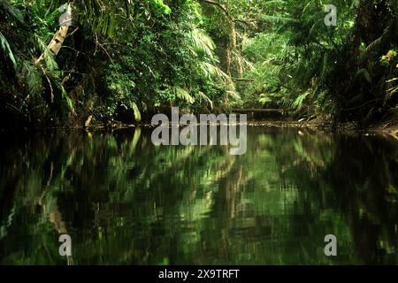 Réflexion de l'écosystème de la rivière tropicale sur la surface de l'eau, une vue de la rivière Cigenter dans l'île Handeuleum, une partie du parc national d'Ujung Kulon, Indonésie. Banque D'Images