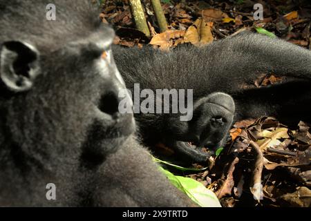 Deux individus de la macaque à crête noire de Sulawesi (Macaca nigra) dans la réserve naturelle de Tangkoko, au nord de Sulawesi, en Indonésie. Banque D'Images